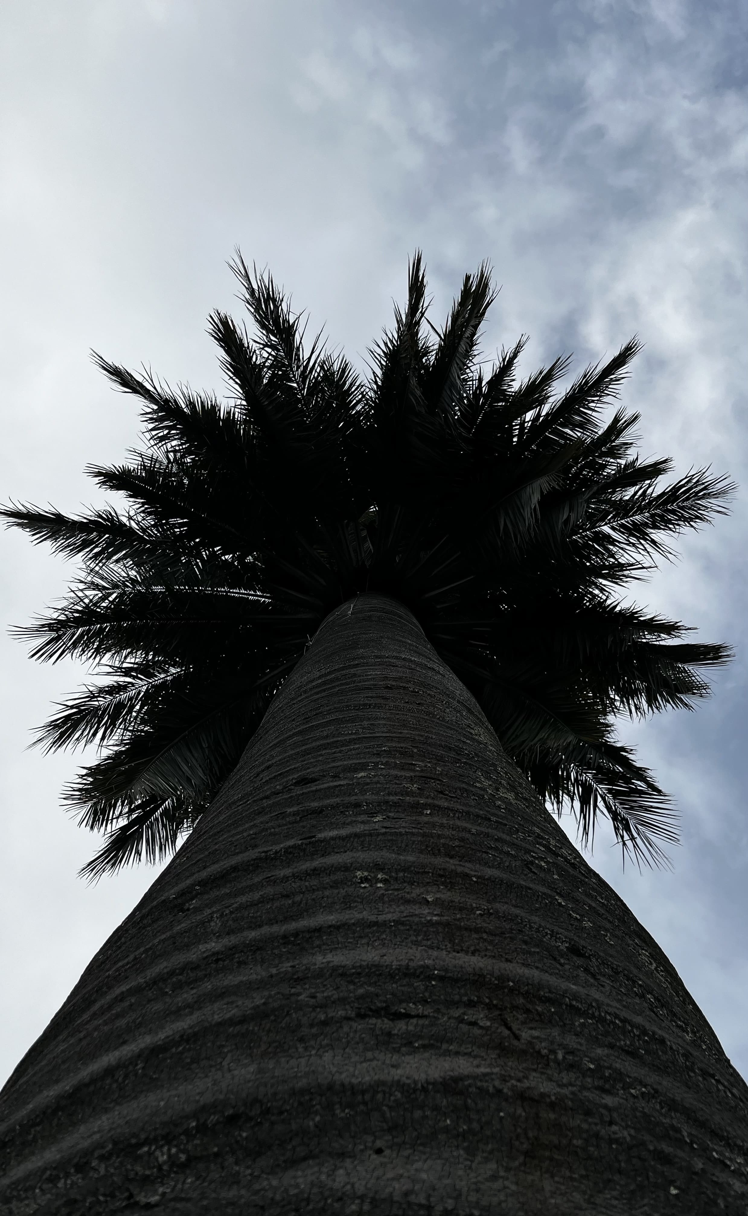 Palme