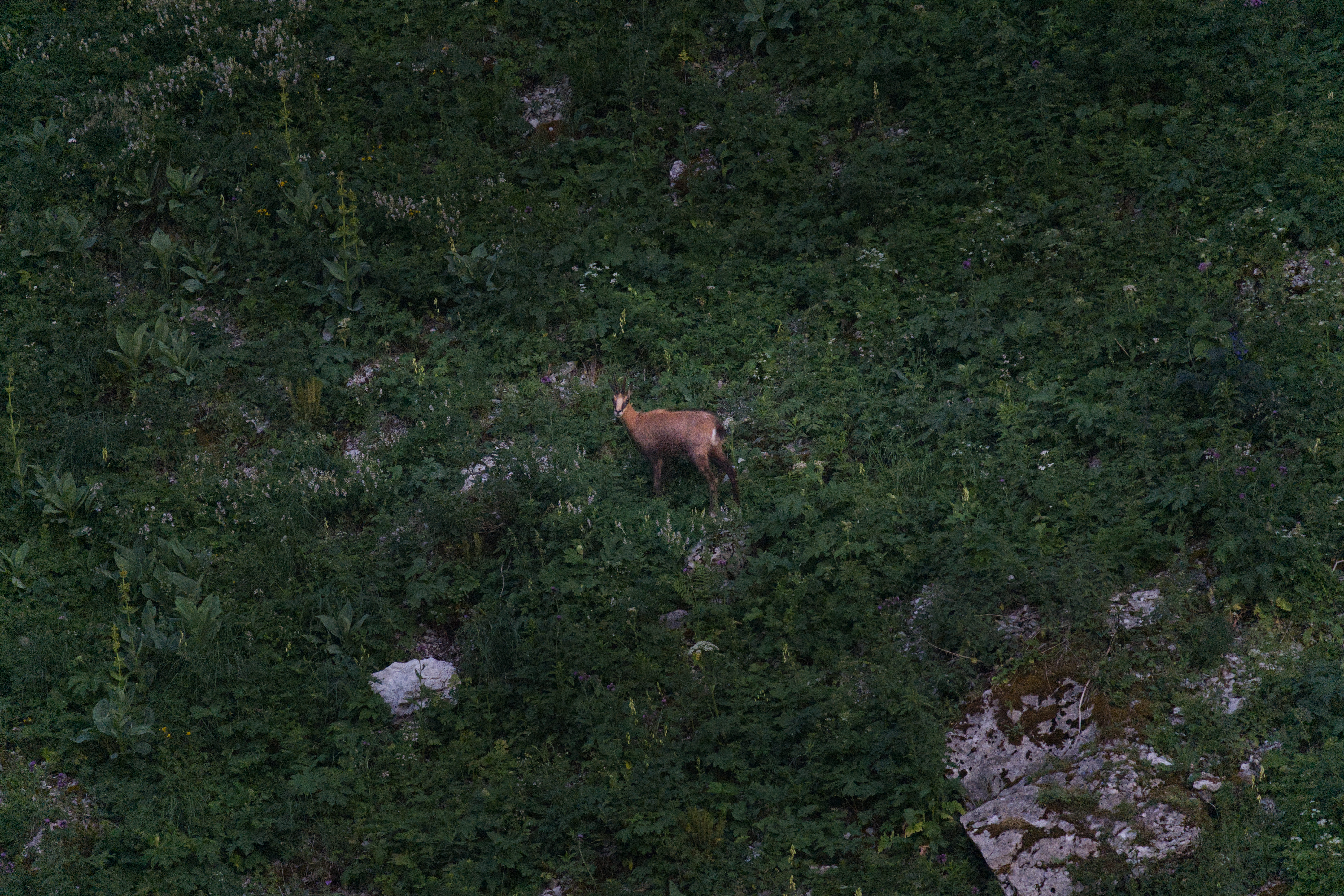 ChamoisBreccaschlund