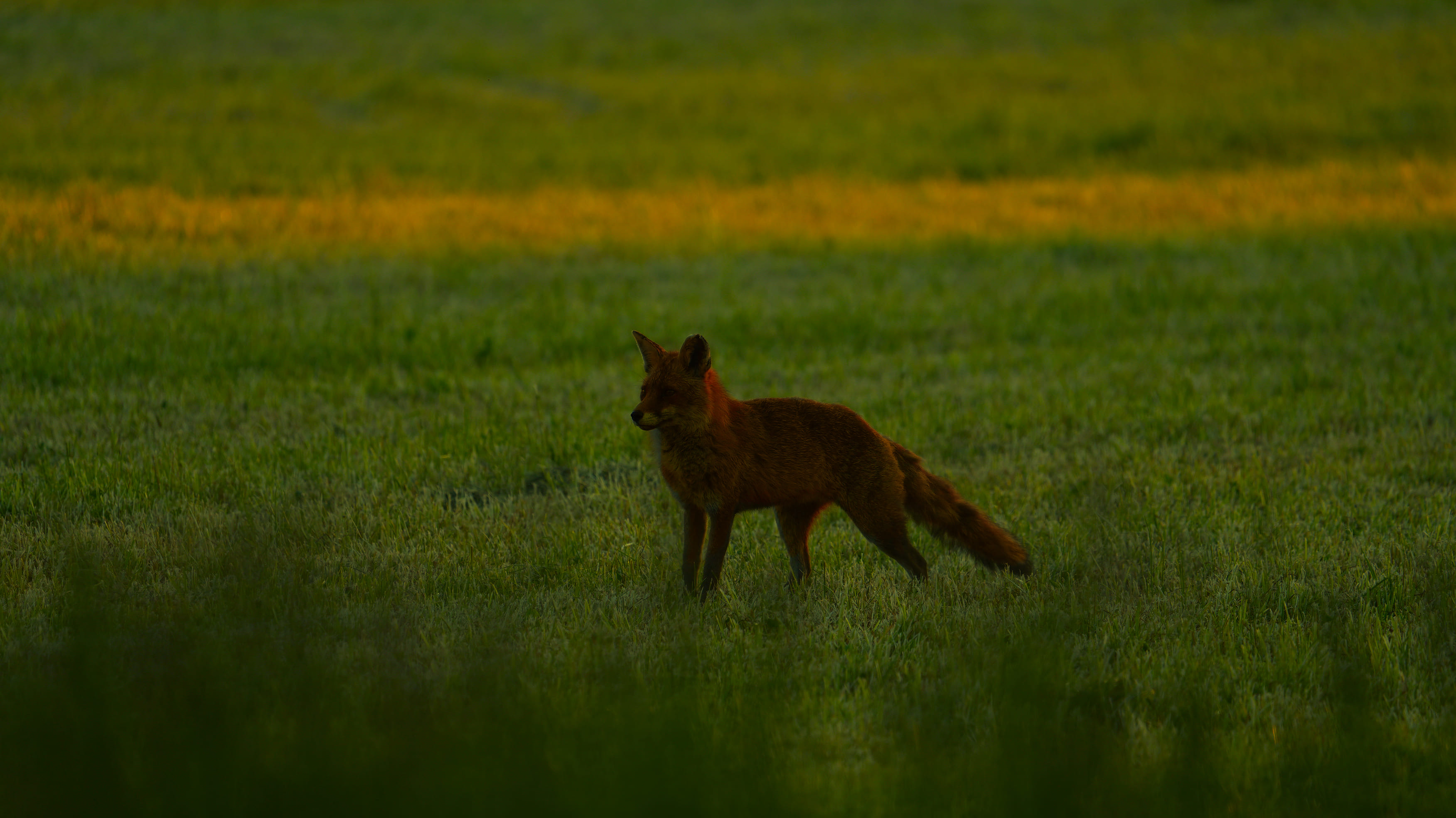 Fuchs1