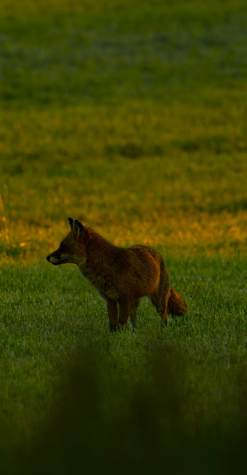 Fuchs2