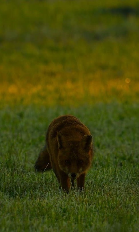 Fuchs3