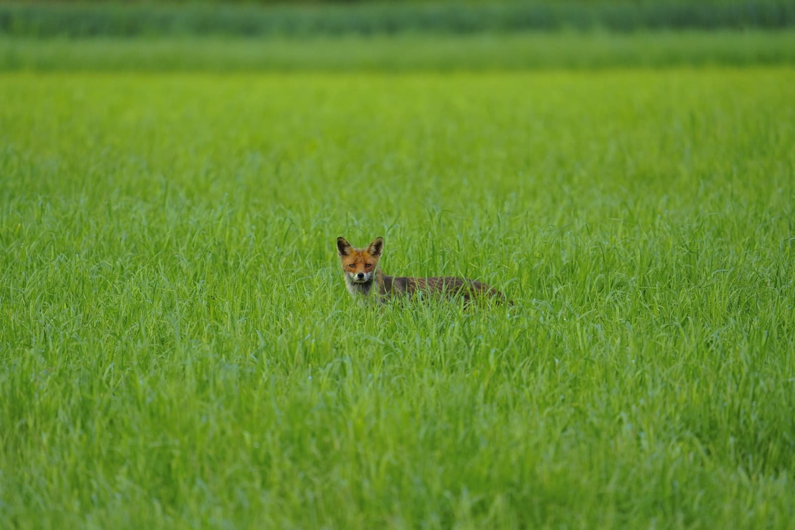 Fuchs4
