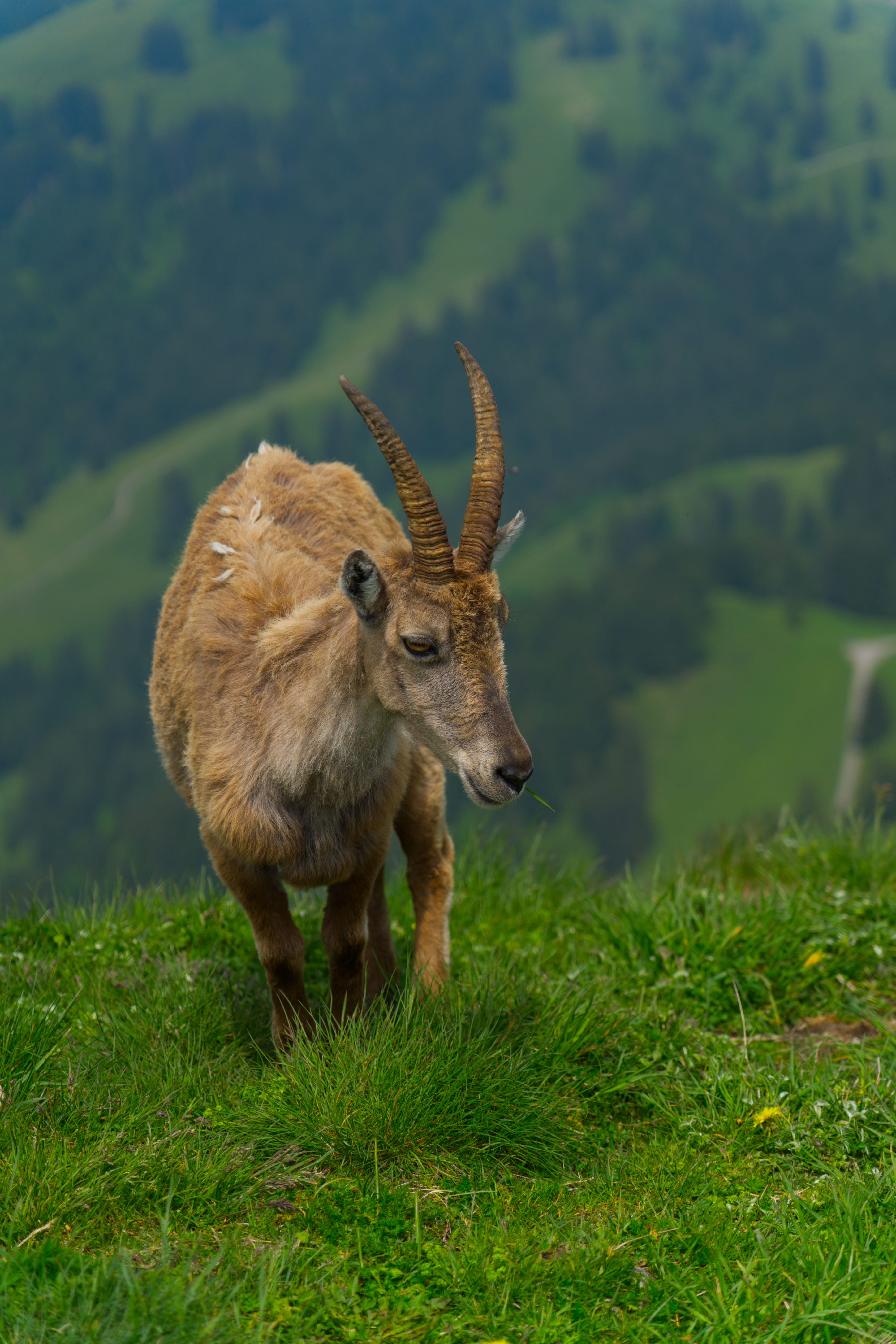 Steinbock