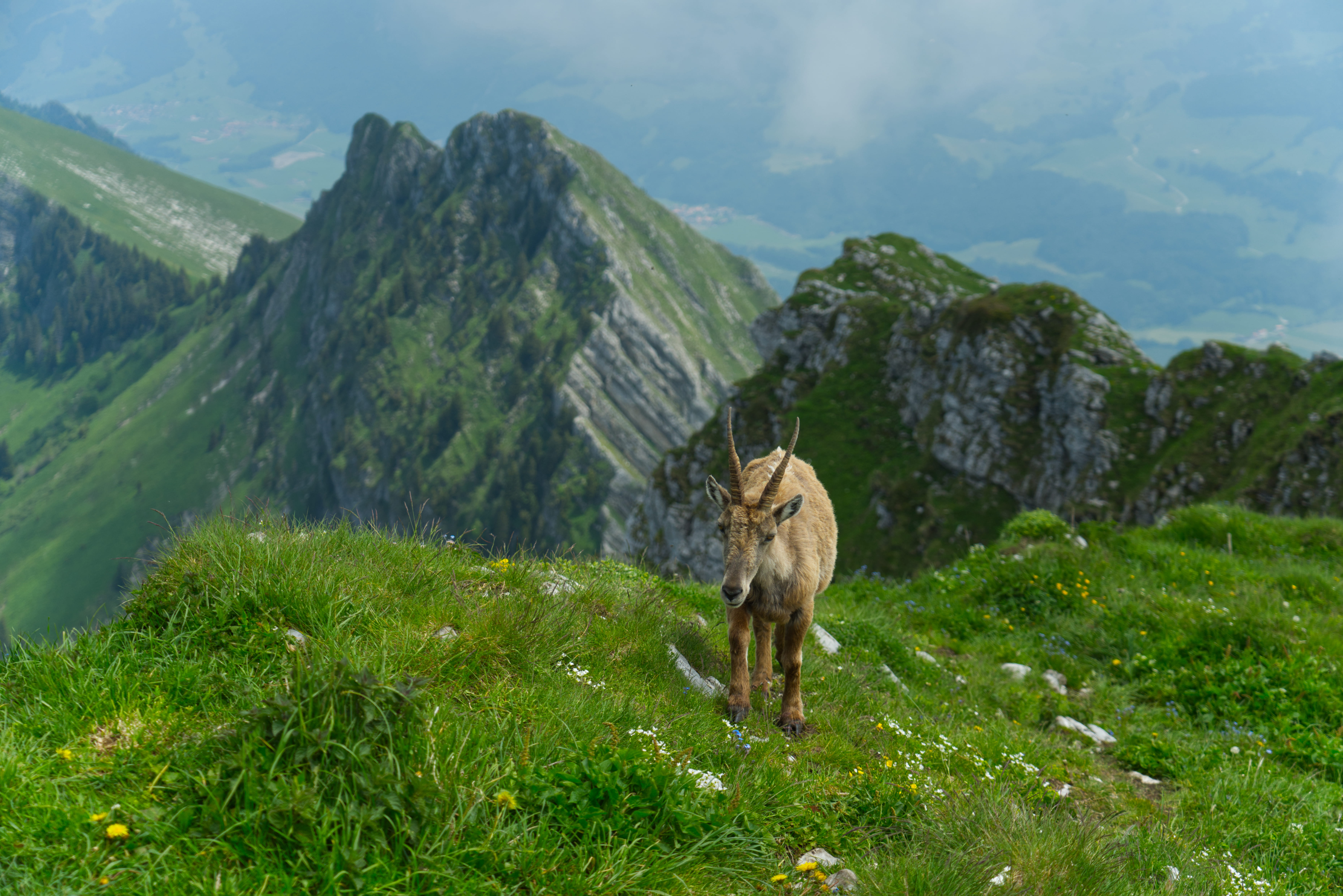 Steinbock